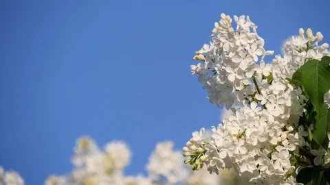 Blossoming branch and a tree of white lilac close-up against the bright blue Stock Footage 120730885