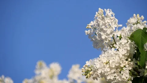 Blossoming branch and a tree of white lilac close-up against the bright blue 库存影片 120731127
