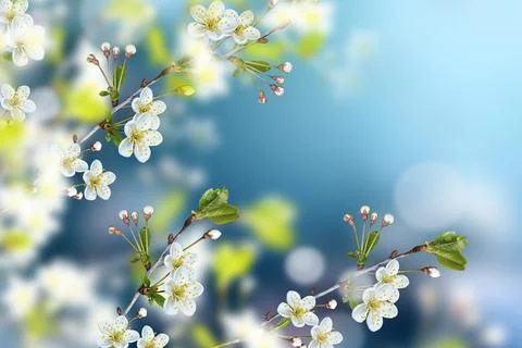 Blossoming branch apple. Стоковые фото