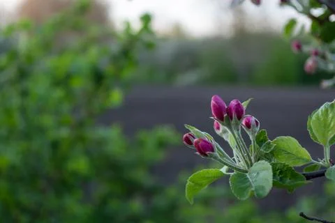 Blossoming branch of an apple tree on a background of green leaves Stock Photos