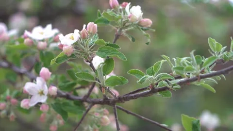 Blossoming branch of an apple tree. Drops of dew or rain on blossoming buds of Stock Footage 241838392