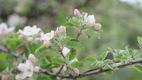 Blossoming branch of an apple tree. Drops of dew or rain on blossoming buds of Stock Footage 243907020