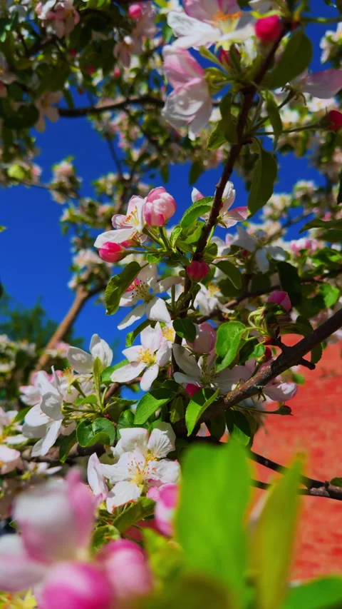 Blossoming branch of an apple tree with large flowers and pink petals Stock Footage 311201637