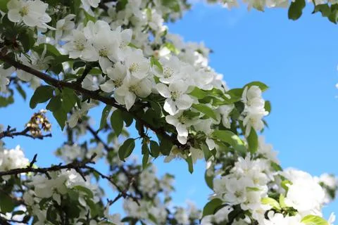 Blossoming branch of an apple tree Stock Photos