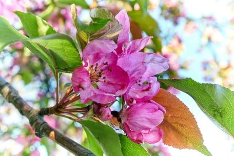 Blossoming branch of apple tree Stock Photos