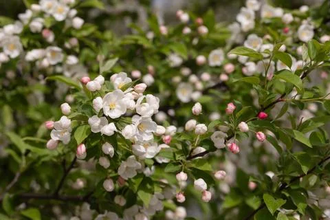 Blossoming branch of an apple tree. Stock Photos