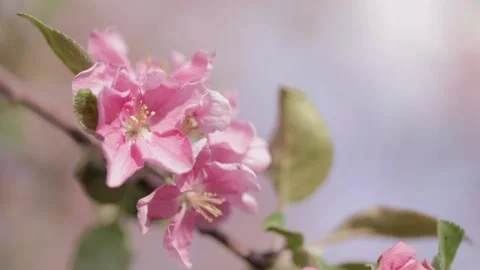 Blossoming branch of apple tree with pink flowers Stock-Footage 238393162