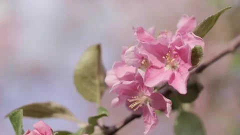 Blossoming branch of apple tree with pink flowers Video stock 239033165