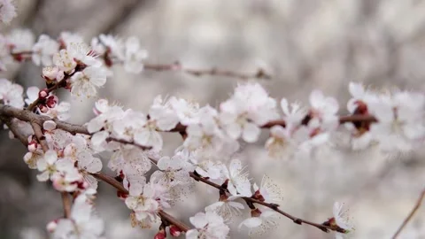 Blossoming branch of apple tree with pink flowers Stock Footage 304945588