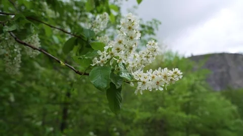 Blossoming branch of apple tree in spring Stock Footage 234332546