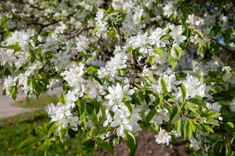 Blossoming branch of apple tree in spring. Stock Photos