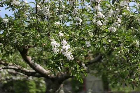 Blossoming branch of apple tree in spring garden Stock Photos