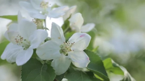 Blossoming branch of apple tree with white flowers Video stock 238393161