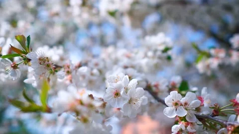 Blossoming branch at bright sunlight. Background of beautiful white flowers Video stock 149701591