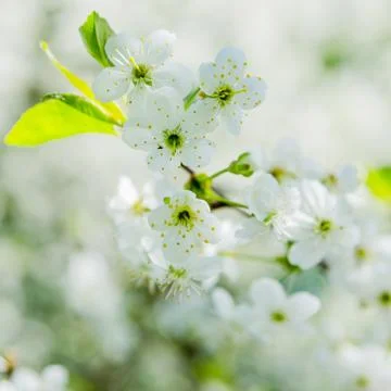 Blossoming branch of a cherry, close up Stock Photos