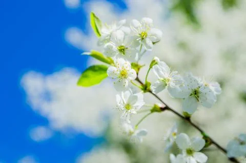 Blossoming branch of a cherry, close up Stock Photos