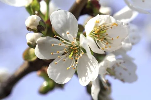 Blossoming branch cherry Stock Photos