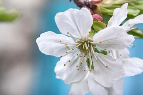 Blossoming branch cherry Stock Photos