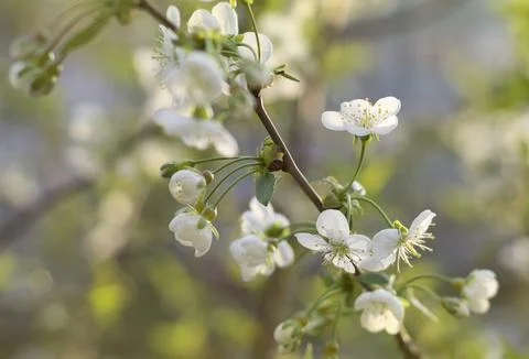 Blossoming branch of cherry in spring 2 Stock Photos