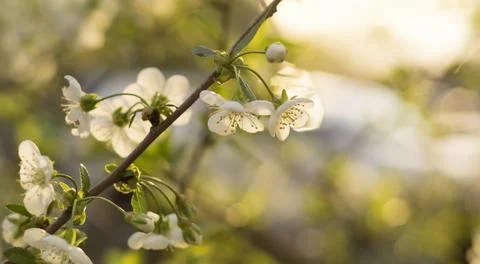 Blossoming branch of cherry in spring 3 Stock Photos