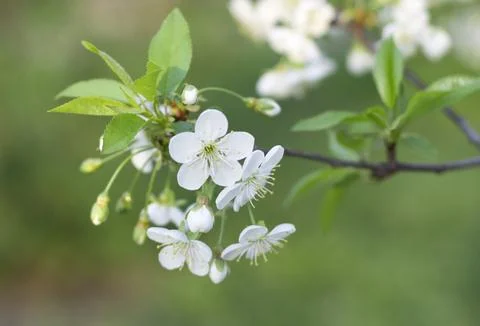 Blossoming branch of cherry in spring 4 Stock Photos