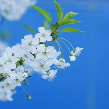 Blossoming branch of cherry in spring 5 Stock-Fotos