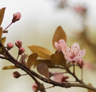 Blossoming branch of cherry in spring 7 Stock Photos