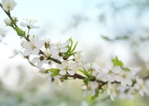 Blossoming branch of cherry in spring Stock Photos
