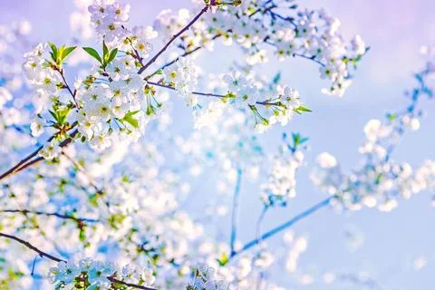 Blossoming branch of cherry tree on blurred background with abstract colours Stock Photos