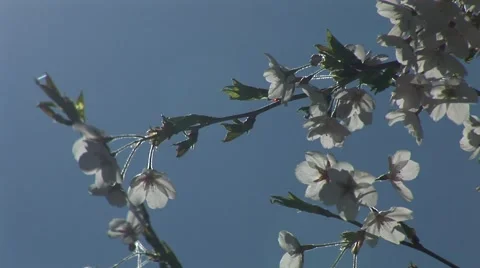 Blossoming Branch Of An Cherry Tree 스톡 동영상 40369480
