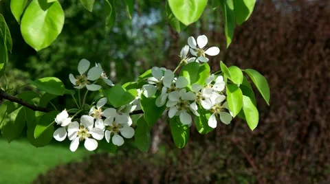 Blossoming branch of a cherry tree Stock Footage 65225726