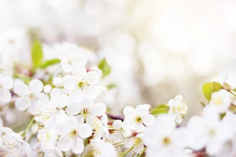 Blossoming branch of cherry tree. Stock Photos