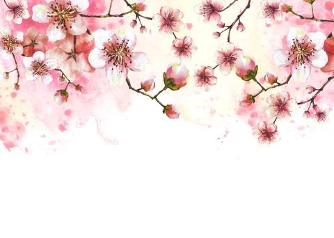 Blossoming branch from cherry tree Spring banner template. Watercolor splashes Stock Illustration