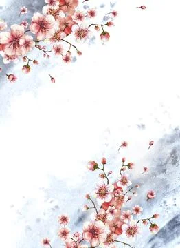 Blossoming branch from cherry tree Spring card template on watercolor splashes Stock-Illustration