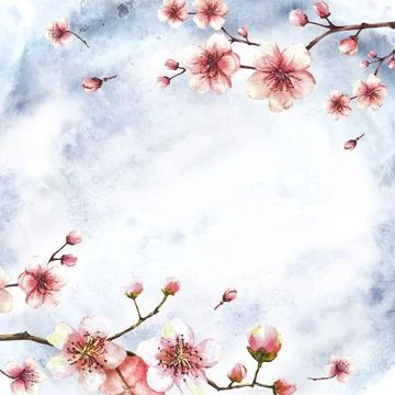 Blossoming branch from cherry tree. Springtime frame on watercolor splashes Stock Illustration