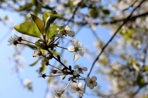 Blossoming branch of cherry tree with white flowers on sunny spring day in .. Stock Photos