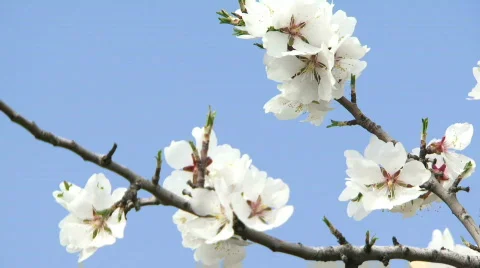 Blossoming branch Video stock 805954