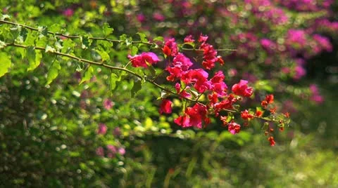 Blossoming branch Vidéo 10764513