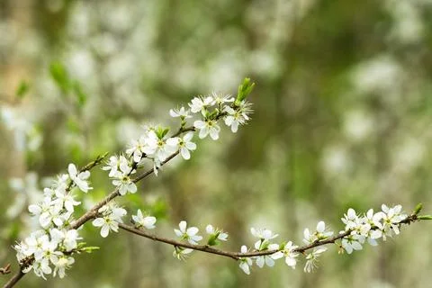 A blossoming branch of a fruit tree Stock Photos