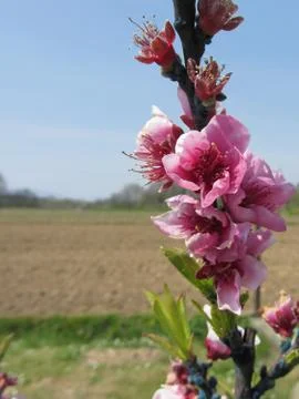 Blossoming branch of a peach tree in spring . Tuscany, Italy Stock Photos