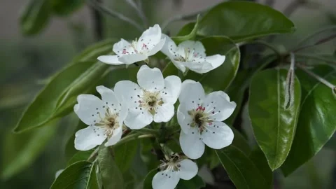 Blossoming branch of a pear tree Stock Footage 153722197
