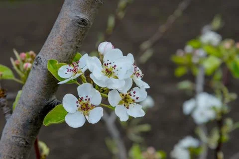 Blossoming branch of a pear tree Stock Photos