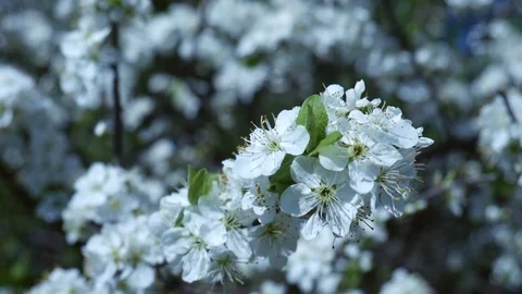 Blossoming Branch of Pear Trees swing on Wind, closeup. Stock Footage 89444628
