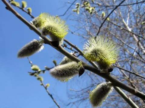 Blossoming branch Stock Photos