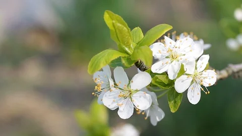 Blossoming branch of plum tree flowers sways softly with the light wind. Stock Footage 106919164