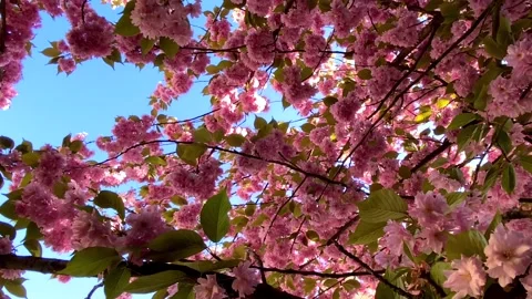 A blossoming branch of sakura sways in the wind. Stock Footage 245548830