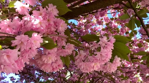 A blossoming branch of sakura sways in the wind. Stock Footage 245548837