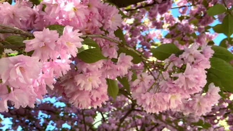 A blossoming branch of sakura sways in the wind. Stock Footage 245548847