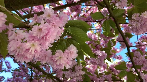 A blossoming branch of sakura sways in the wind. Stock Footage 245548863