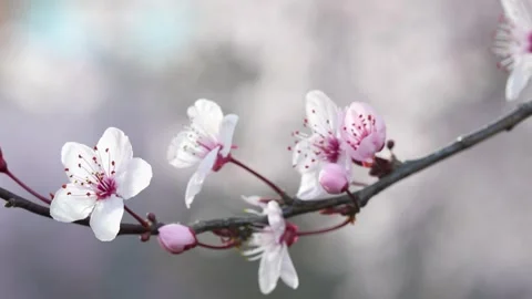 Blossoming Branch in Spring Light Stock Footage 267031430